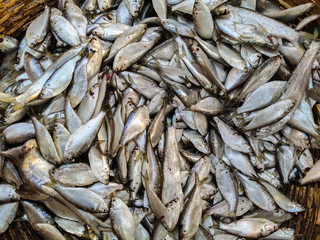 Lots of Indian Fishes selling in the Indian Market.