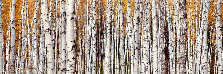 Autumn landscape. White trunks of young birches on a sunny day.
