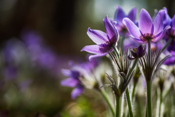 Fototapeta premium Pasque or anemone flowers in sunny spring forest