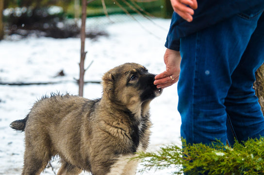 Alabai puppy dog is carefully fed with hands in snowy weather