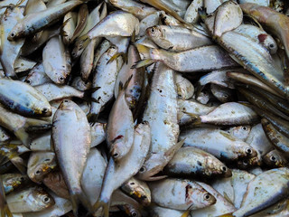 Lots of Indian Fishes selling in the Indian Market.