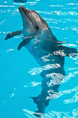 Obraz premium A dolphin looking up