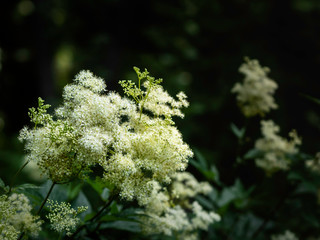Blooming Meadowsweet (Filipendula ulmaria) in the shady forest, closeup with selective focus and...