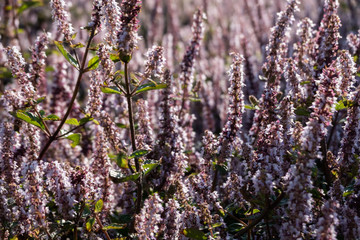 pink purple mesona flowers