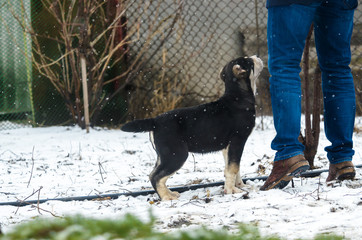Alabai puppy asks for food from the owner in snowy weather