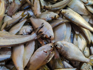 Lots of Indian Fishes selling in the Indian Market.