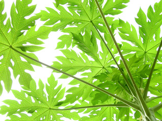 papaya tree with green leaf