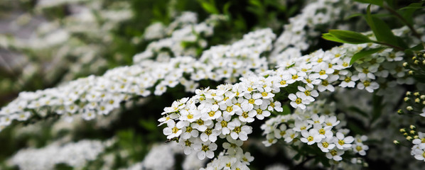 White small flowers of Thunberg spirea (Spiraea thunbergii) bush in blossom