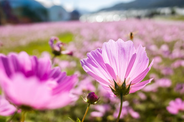 pink cosmos flowers farm