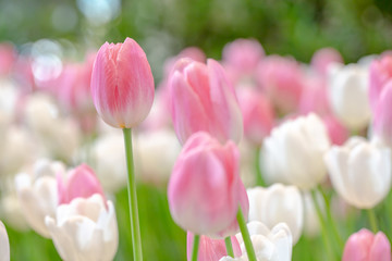 Close-up pink tulips and green leaves with freshness