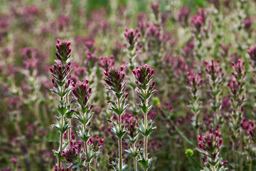 Beautiful natural background of purple flowers