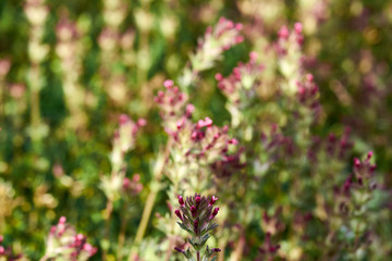 Beautiful natural background of purple flowers