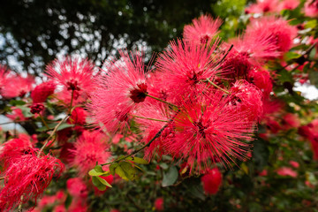 red powderpuff flowers