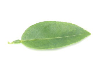 Fresh lemon leaves  isolated over white background