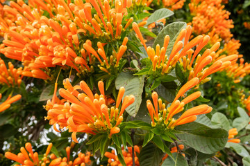 orange flaming trumpet vine flowers