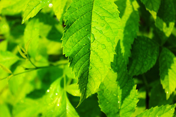 Close up green leaves