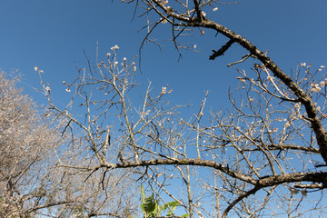 landscape of white plum blossom