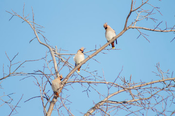 Whistler birds sit on branches on a Sunny day