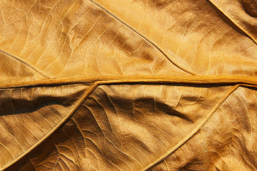 Close up dried leaf