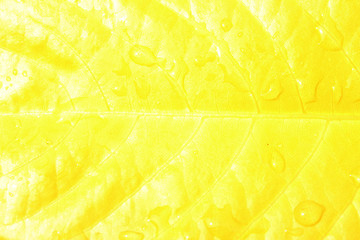 Close up yellow leaf
