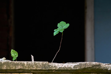 A young plant growing on a stone against a dark background