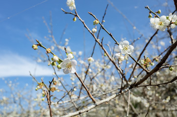 white plum blossom under blue sky
