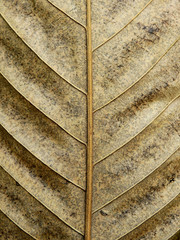 dry brown leaves texture