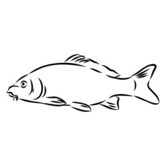 river fish, vector sketch illustration