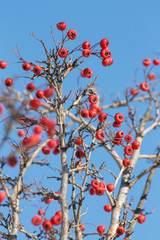 red berries on branches on a Sunny day against a blue sky