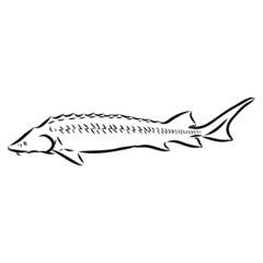 sturgeon, rare white fish, vector sketch illustration