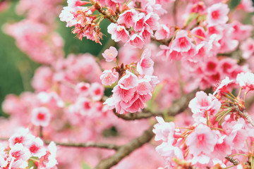 Vintage sakura or cherry blossom