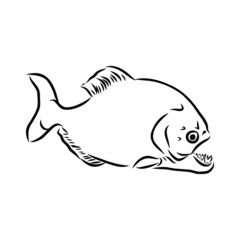 Fototapeta na wymiar wild piranha is a predatory fish, vector illustration