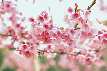 Vintage sakura or cherry blossom