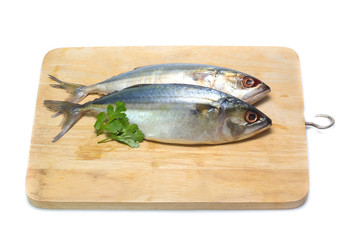 Fresh mackerel isolated on white background