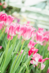 Tulip flowers  in garden nature background