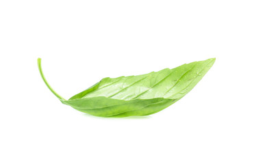 Close up green basil herb leaves isolated on white background.