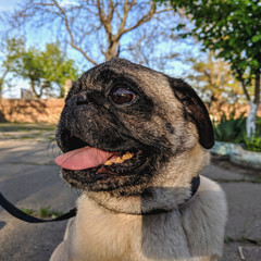 portrait of a cute pug on a walk