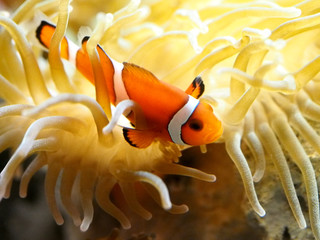 イソギンチャクで遊ぶ可愛いカクレクマノミ達