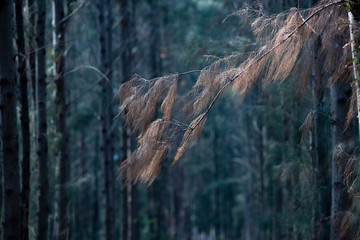 Pine branches and dry leaves In the dry season