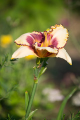 close up picture of yellow lily with red middle on green background in the garden 