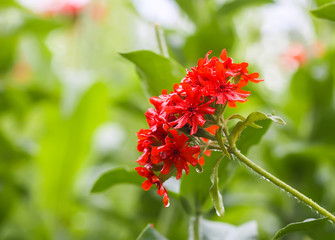 Lychnis chalcedonica plant blooming at summer