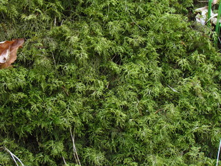 green forest moss, detail of plant, photographic natural texture, close-up