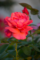 close up picture of bloomimg red rose in the garden with green leaves