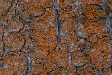 Pine tree aging bark texture background, selective focus, with moss and lichen