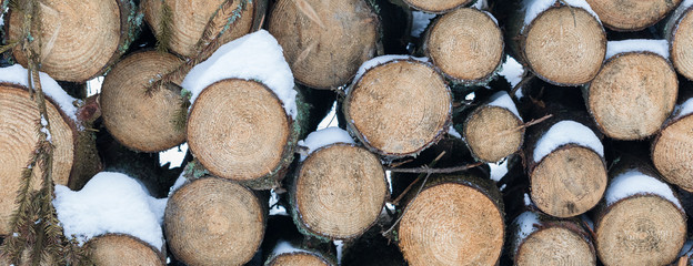 Fototapeta premium Pile of wooden logs under snow in winter, background, selective focus, banner