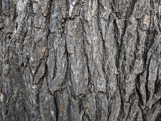 Atmospheric texture of natural wood bark