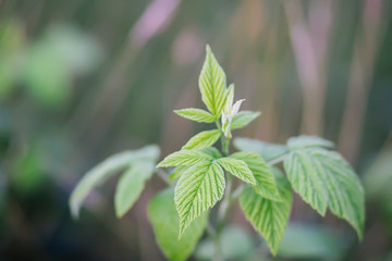 Garden raspberry plant. Green leaves. Medical herb. 