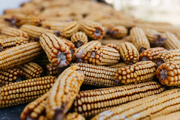 Close up of corns cobs on a wooden plate with red rose. 