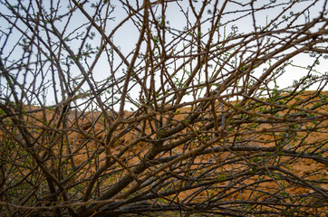 Branches of trees with thorns and green sprouts blocking the way to the mountains. Background. From Muscat, Oman.