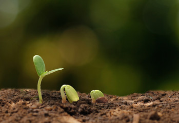 Agriculture. Growing plants. Plant seedling